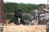 DOGUE ALLEMAND 973